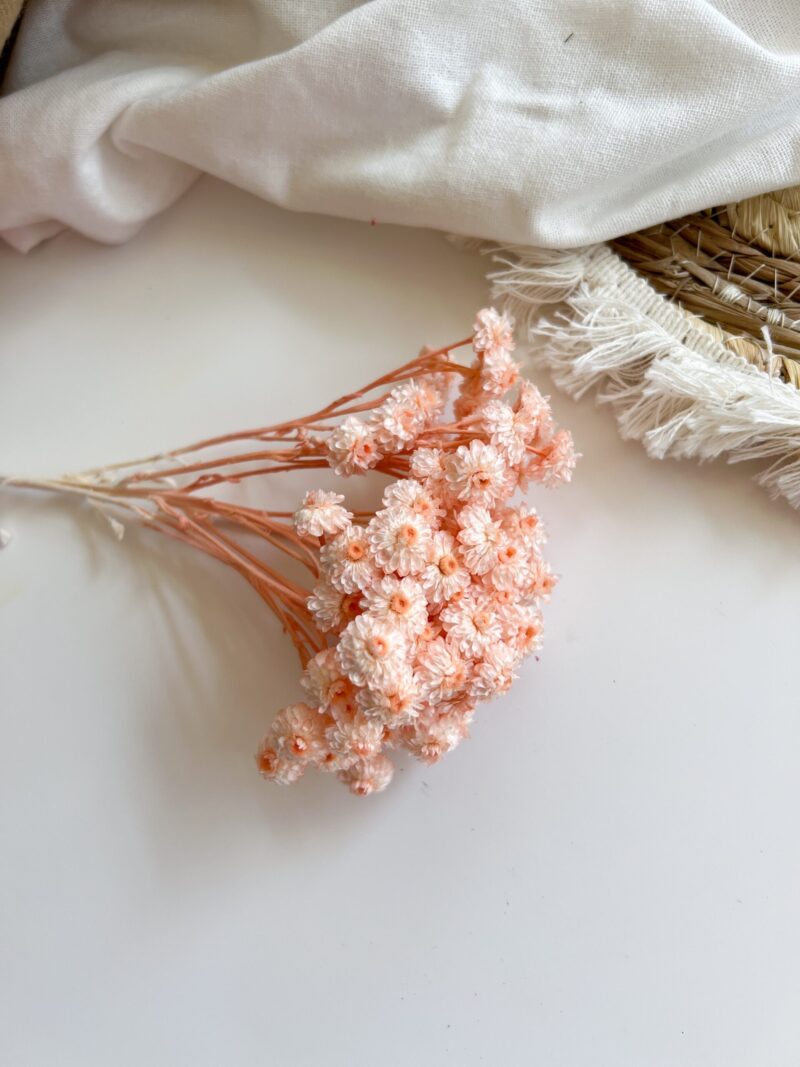 Gedroogde Helichrysum Peach