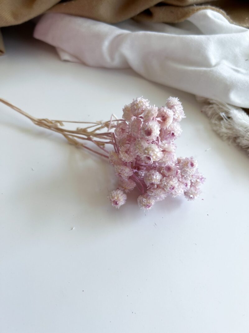 Gedroogde Helichrysum Lila