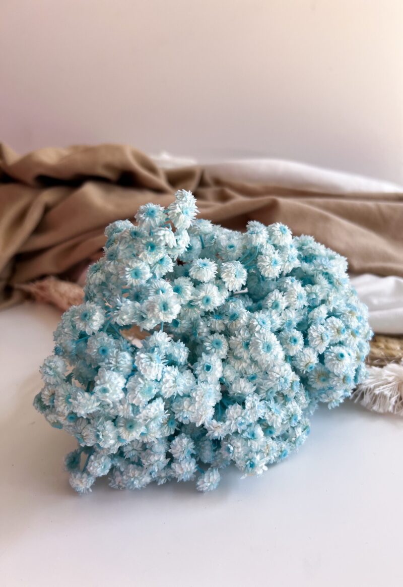 Gedroogde Helichrysum Blauw - Afbeelding 2