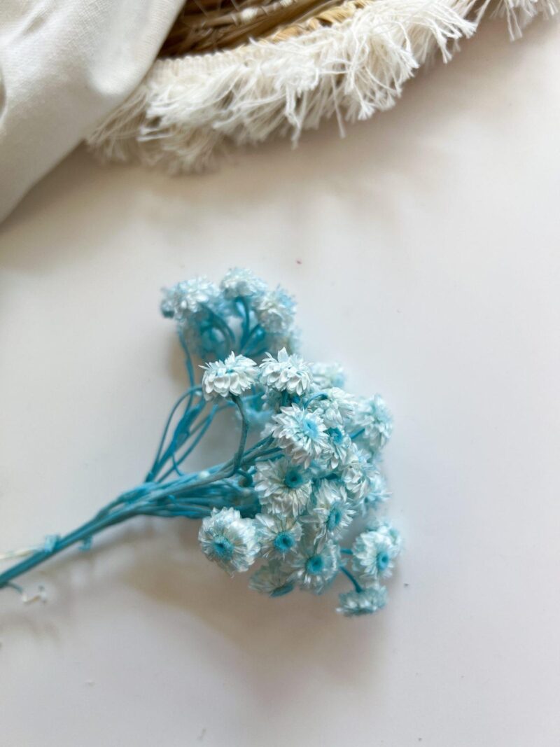 Gedroogde Helichrysum Blauw