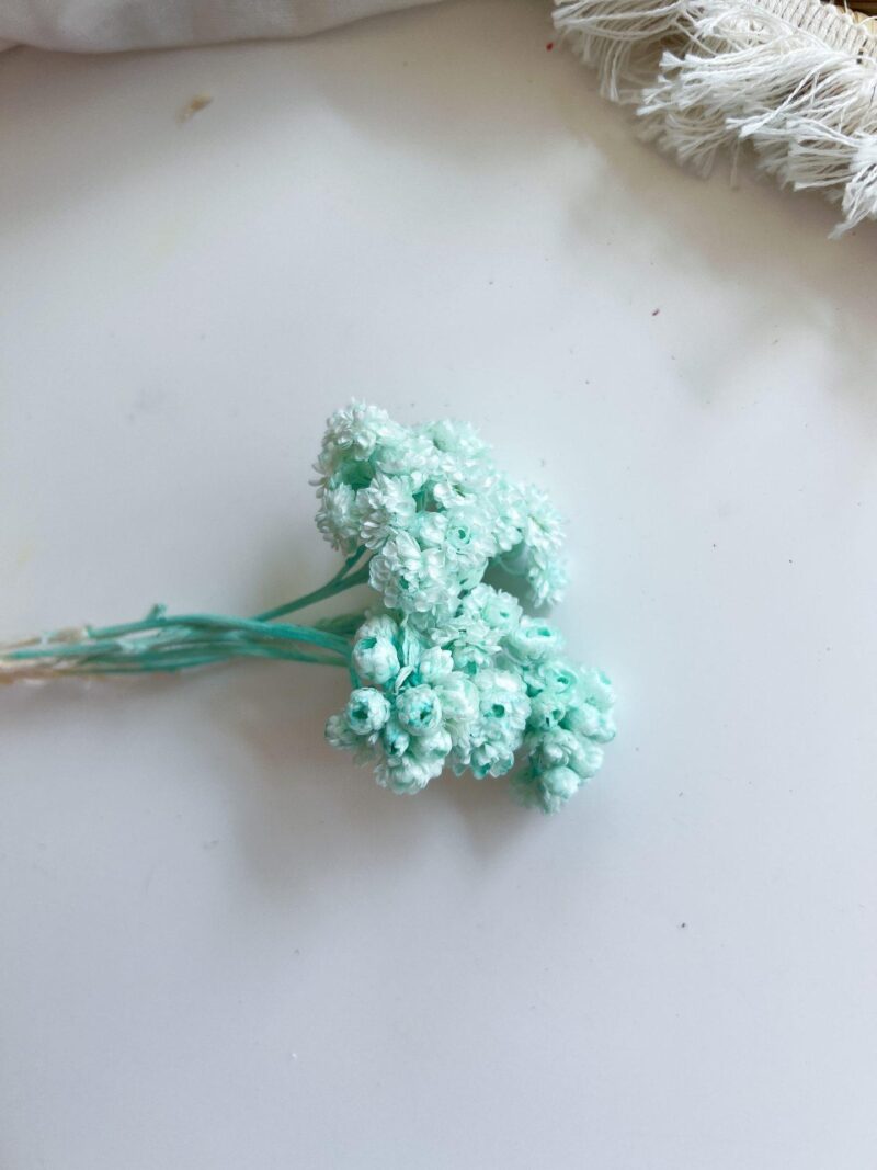 Gedroogde Helichrysum Mint