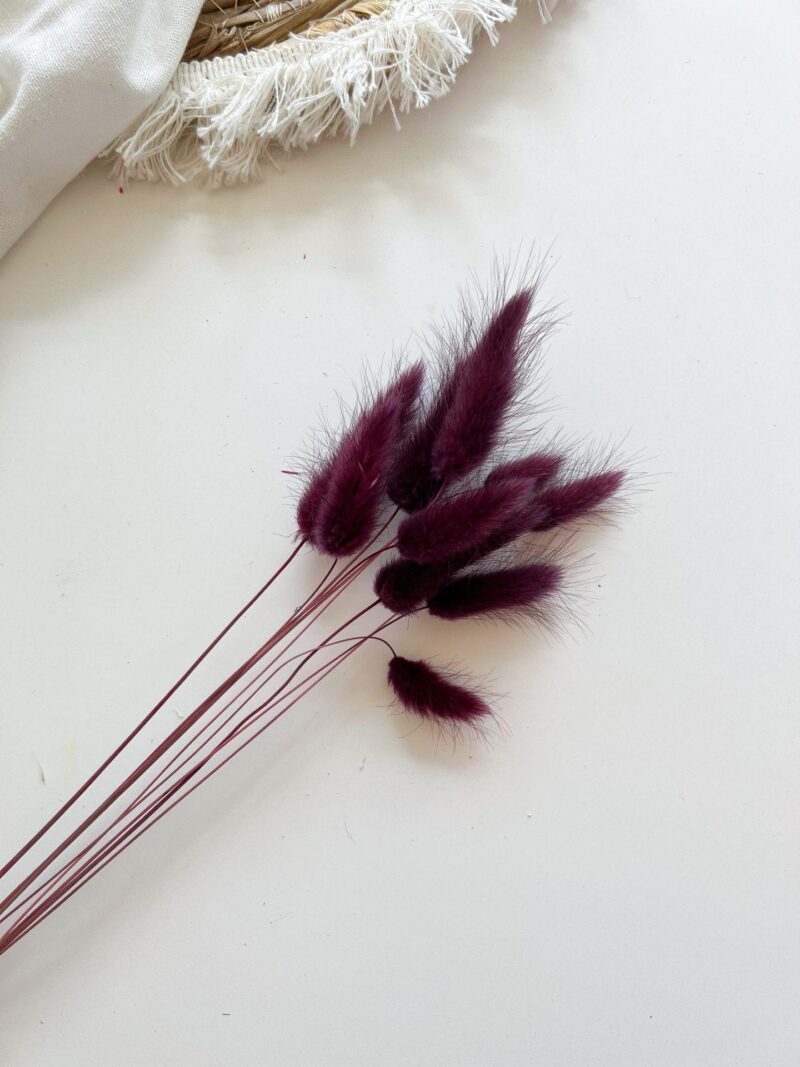 Gedroogde Lagurus Burgundy
