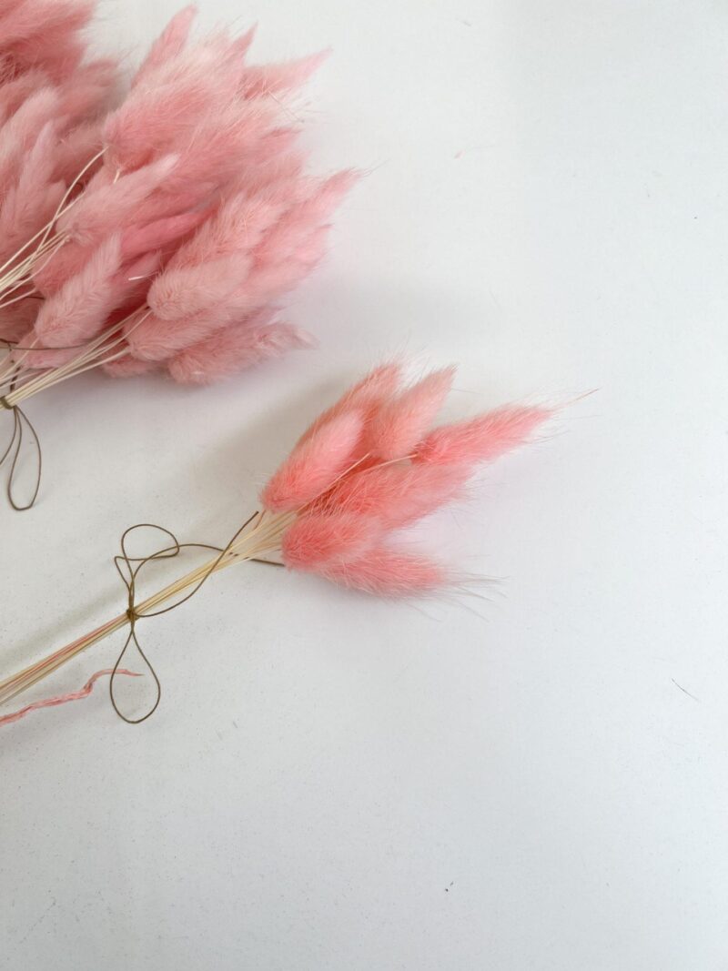 Gedroogde Lagurus Baby Pink