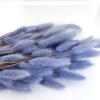 Gedroogde Lagurus Blue Grey - Afbeelding 2