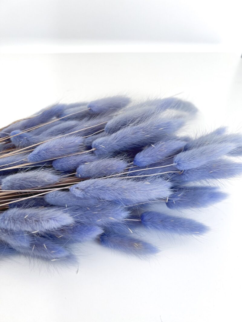 Gedroogde Lagurus Blue Grey - Afbeelding 2