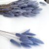 Gedroogde Lagurus Blue Grey