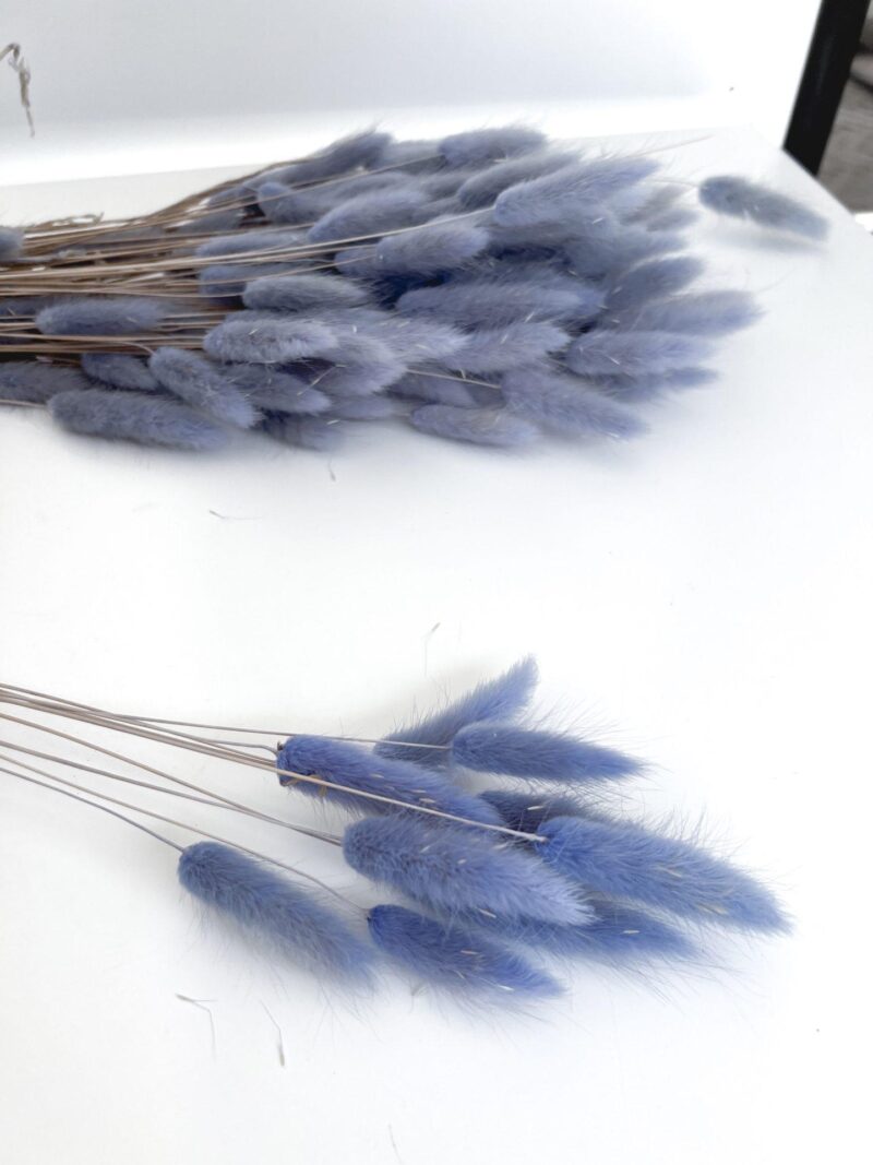 Gedroogde Lagurus Blue Grey