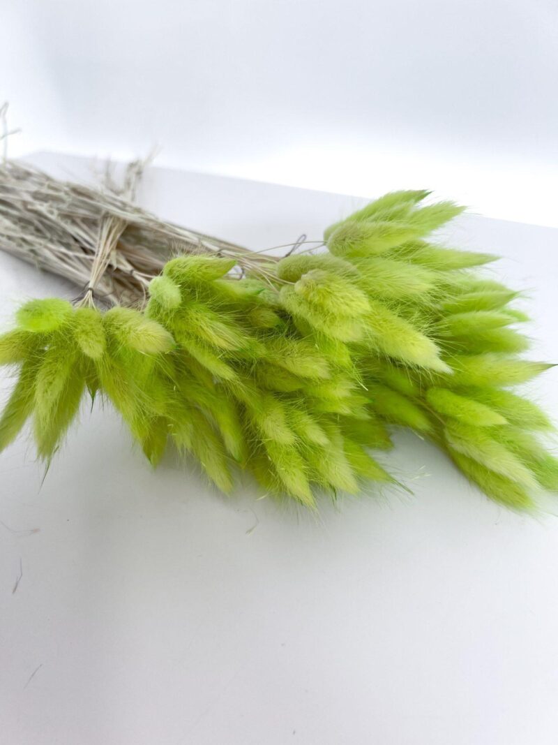 Gedroogde Lagurus Lime - Afbeelding 2