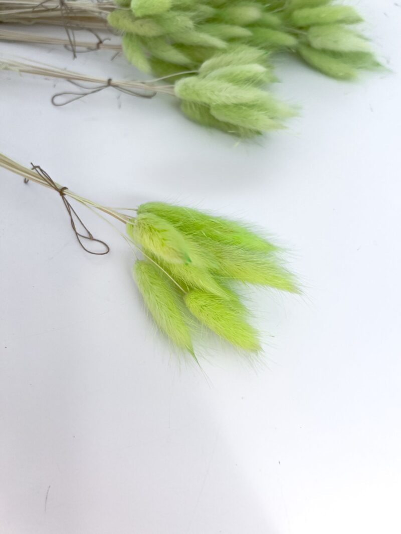 Gedroogde Lagurus Lime