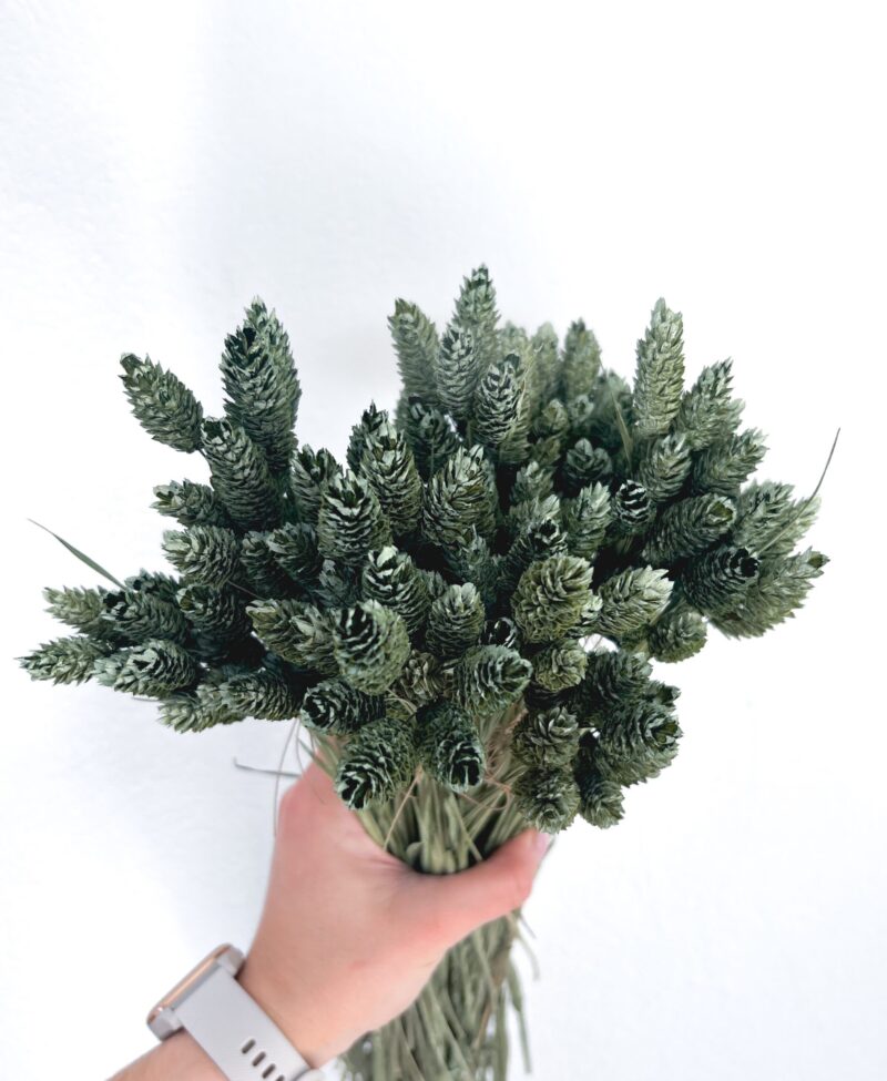 Gedroogde Phalaris Olive - Afbeelding 2