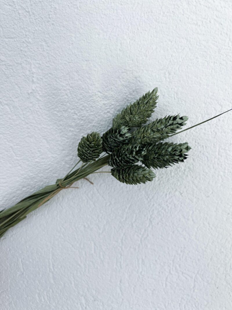 Gedroogde Phalaris Olive