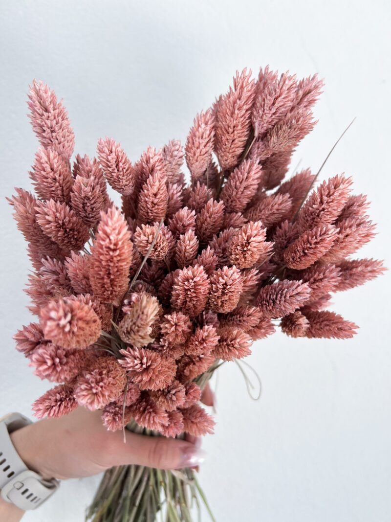 Gedroogde Phalaris Zachtroze - Afbeelding 2