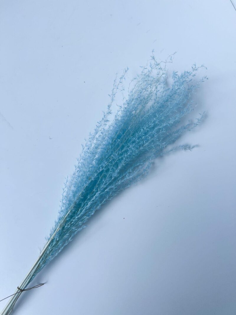 Miscanthus Blauw