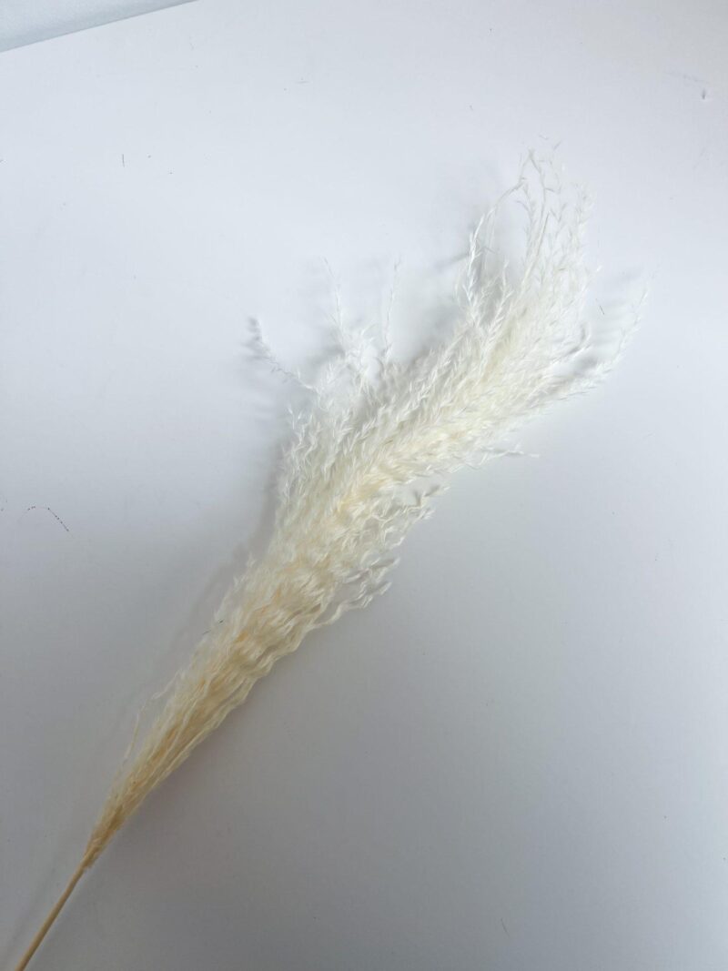 Miscanthus Wit