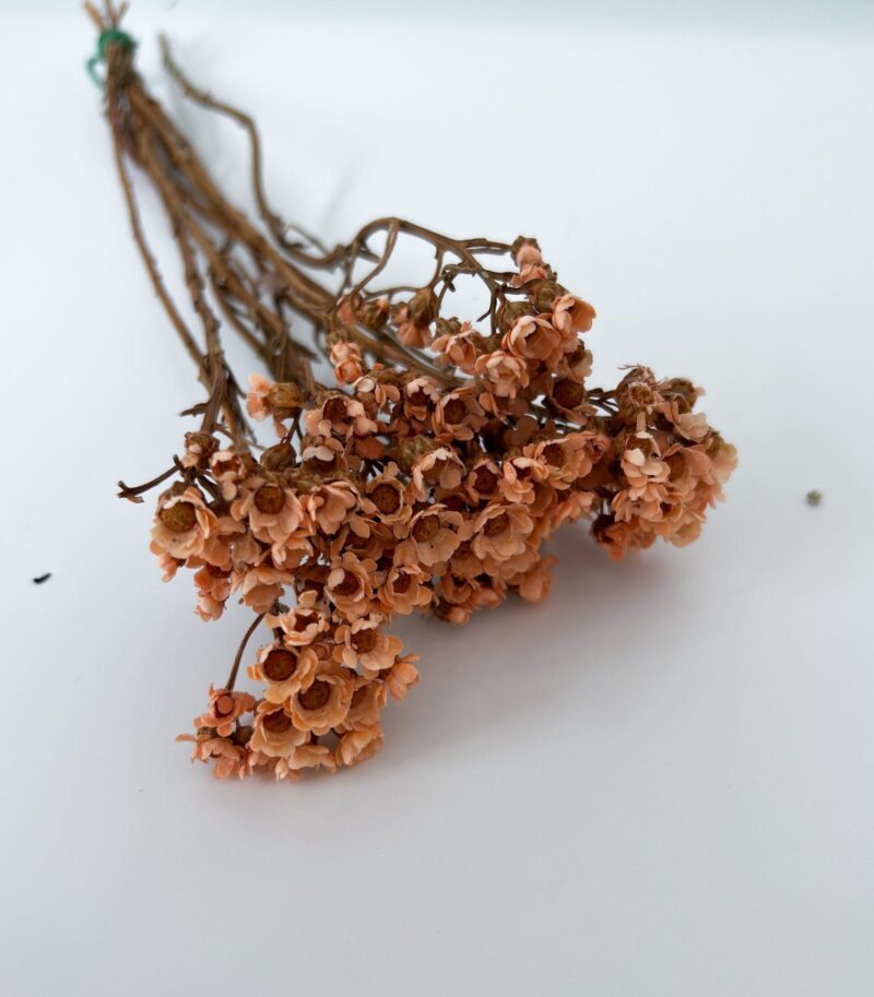 Gedroogde Ixodia Peach