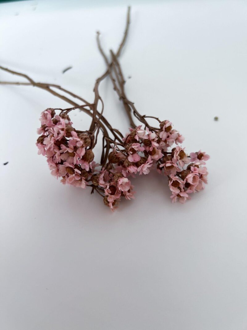 Gedroogde Ixodia Roze