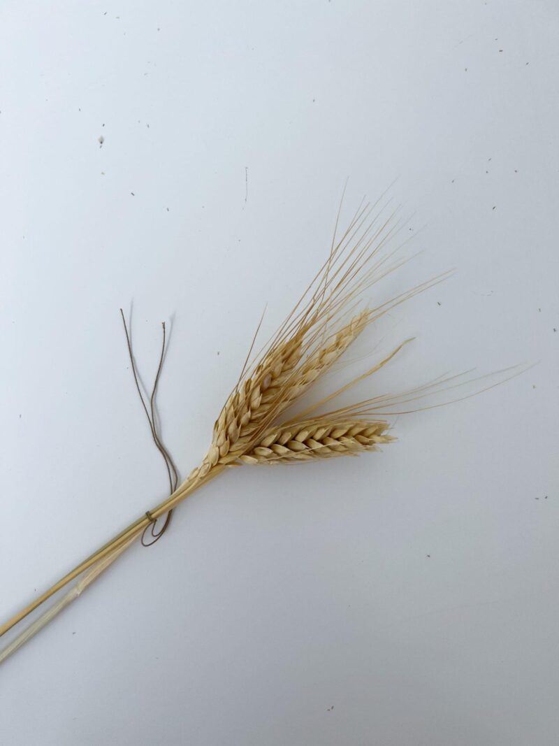 Gedroogde triticale naturel