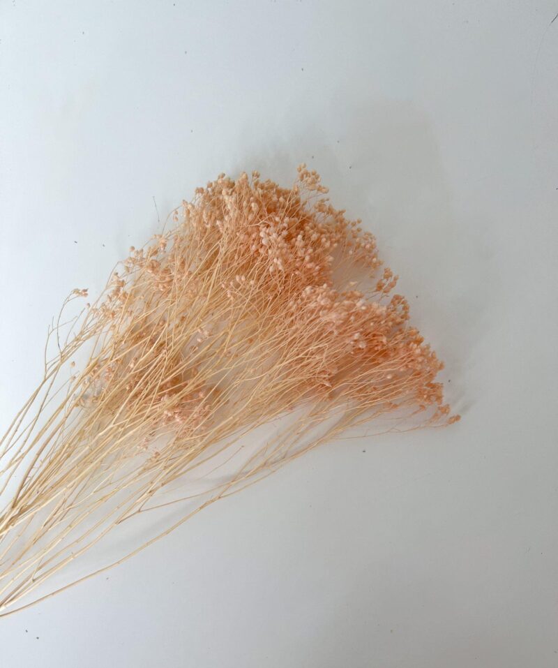 Broom bloom lichtroze