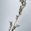 Gepreserveerde Ruscus Vintage Gold - Afbeelding 2