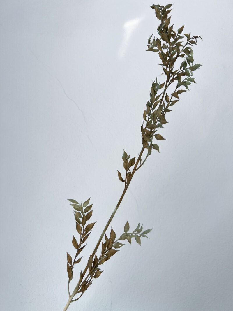 Gepreserveerde Ruscus Vintage Gold - Afbeelding 2