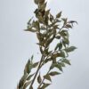 Gepreserveerde Ruscus Vintage Gold