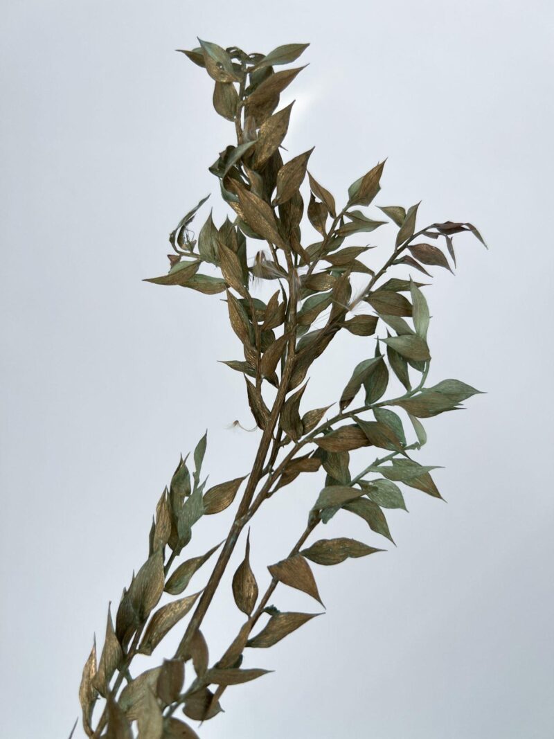 Gepreserveerde Ruscus Vintage Gold