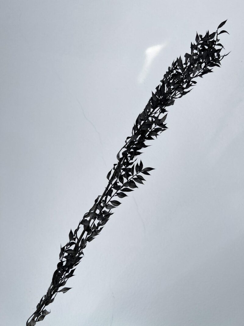 Gepreserveerde Ruscus Zwart