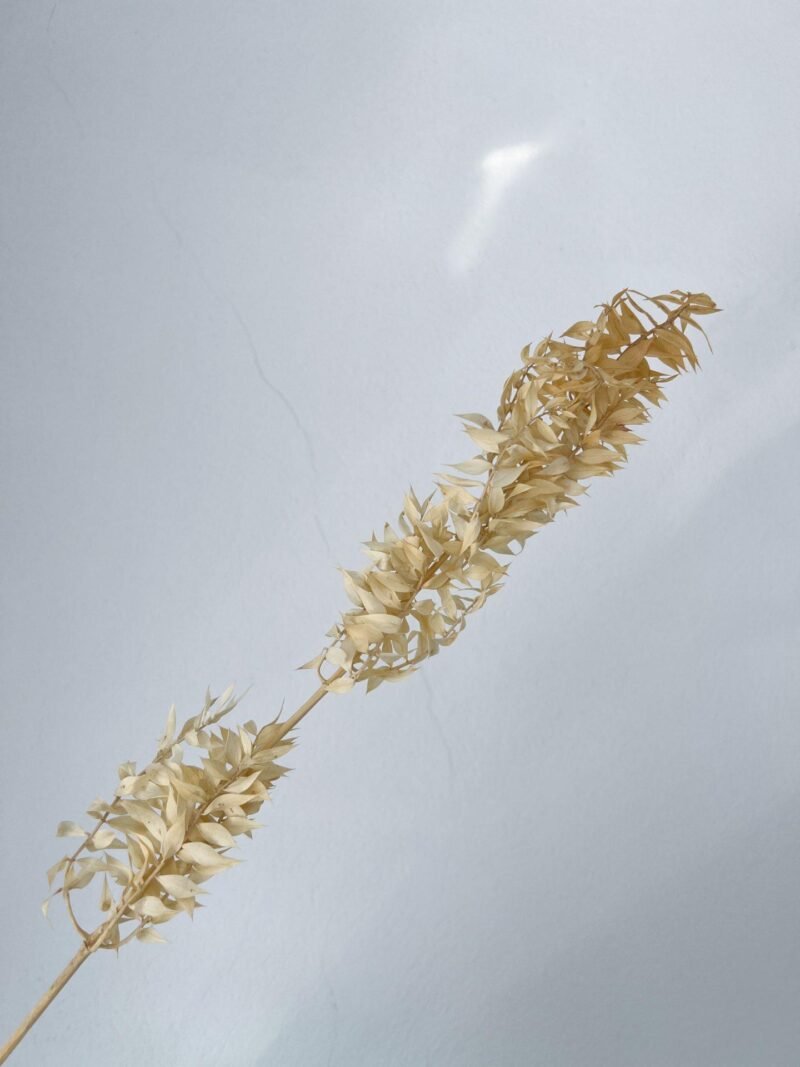 Gepreserveerde Ruscus Ivory/cream