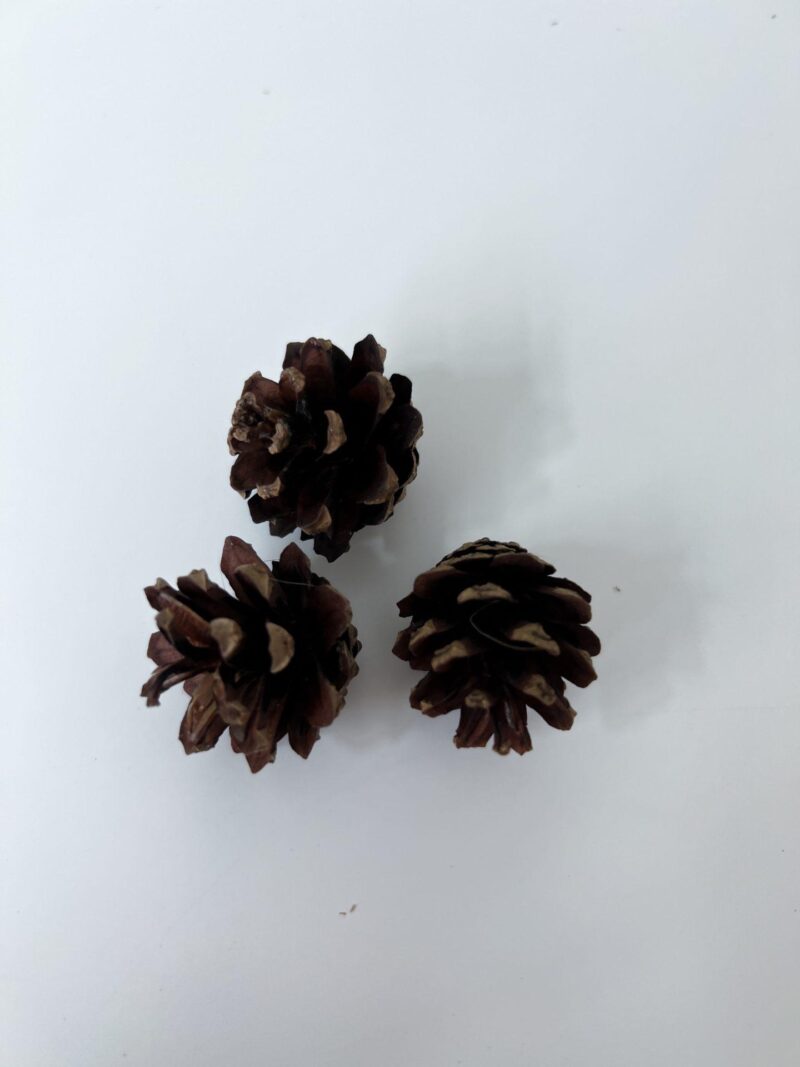 Pinecone natural
