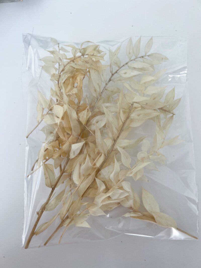Ruscus zakje Ivory/cream
