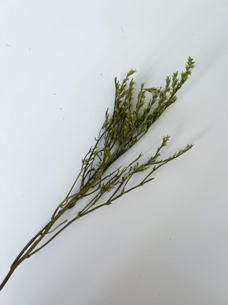 Limonium Tataricum Groen