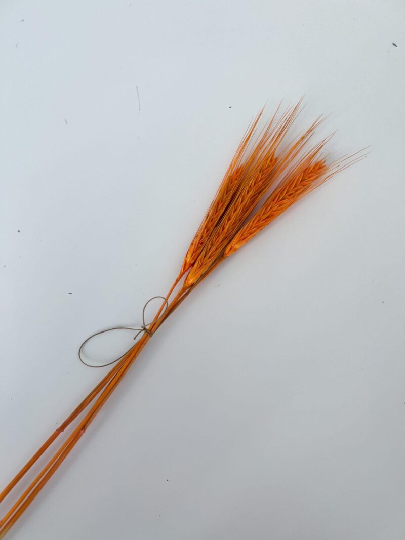 Gedroogde triticale oranje