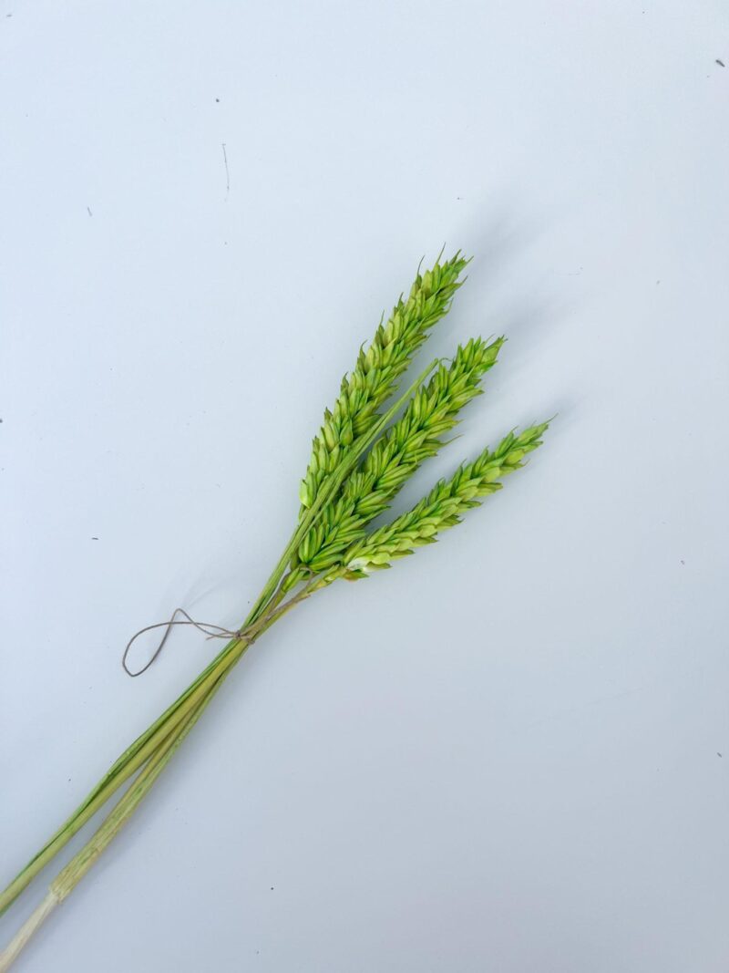 Tarwe lime - Dried wheat