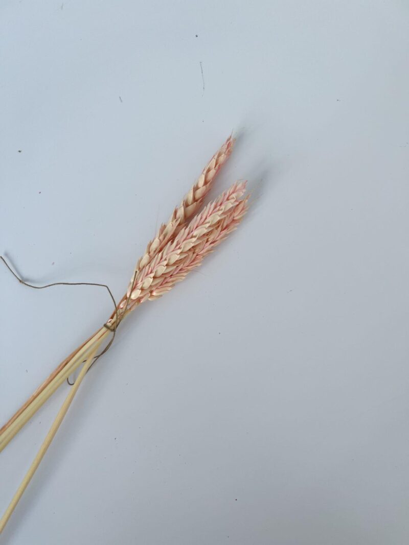 Tarwe licht roze - Dried wheat
