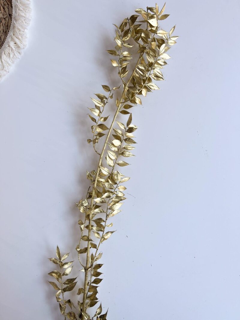 Gepreserveerde Ruscus Goud - Afbeelding 2