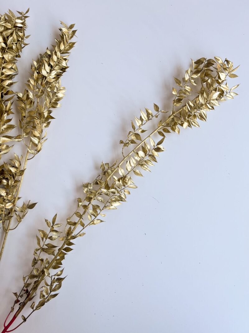 Gepreserveerde Ruscus Goud - Afbeelding 3