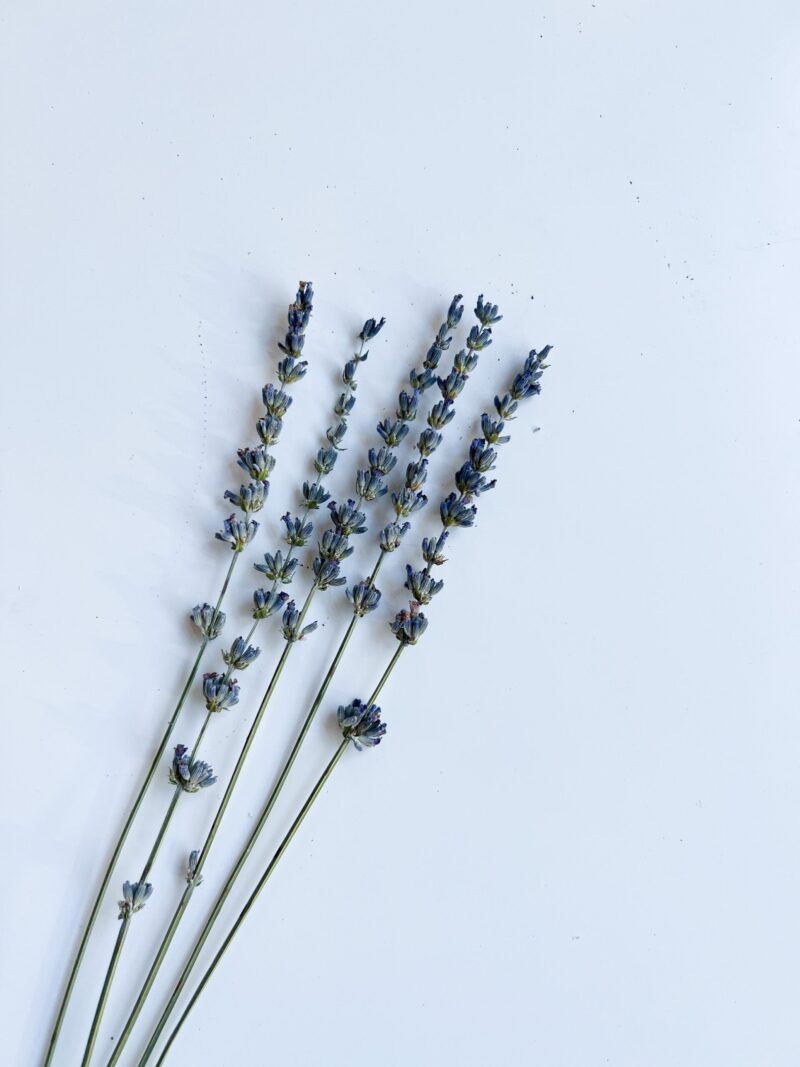 Gedroogde lavendel naturel
