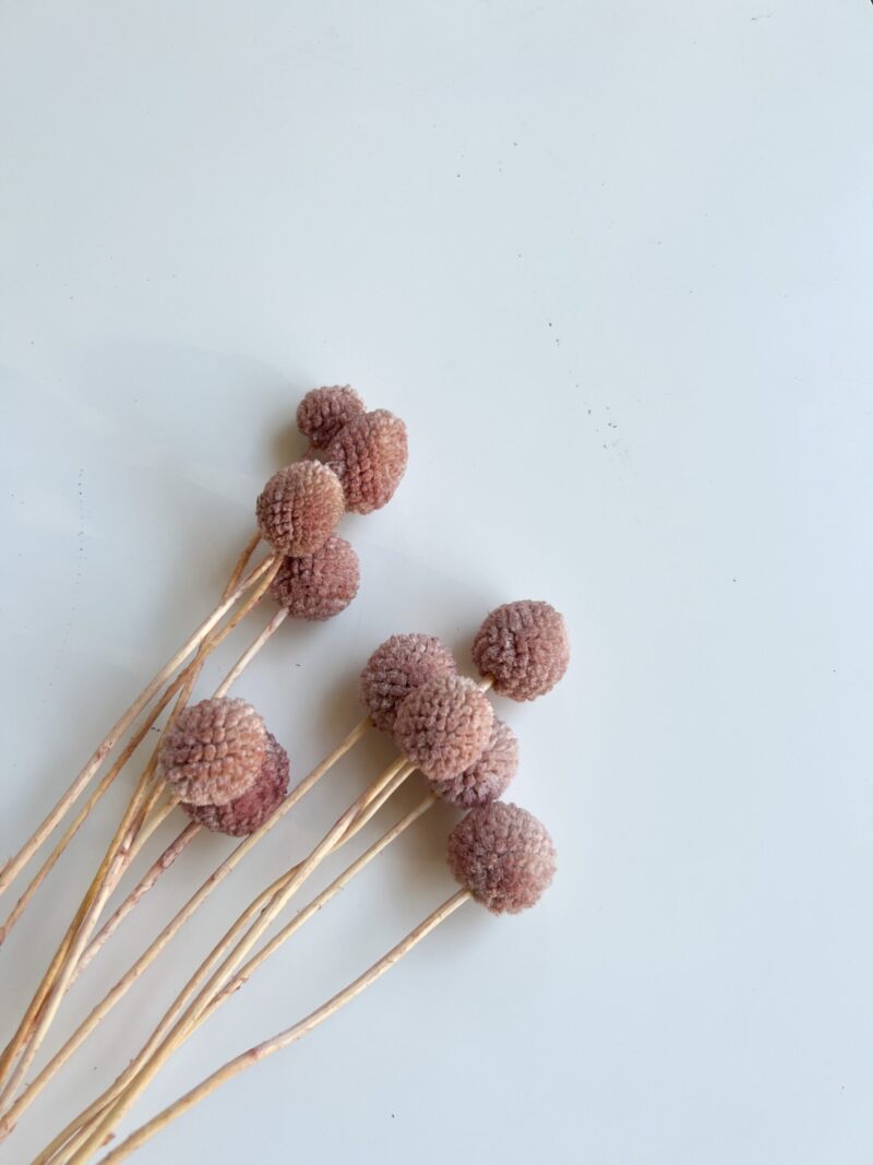 Gedroogd Craspedia Litchi - Afbeelding 2