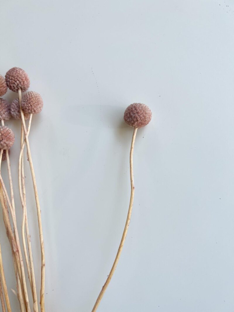 Gedroogd Craspedia Litchi