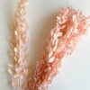 Gepreserveerde ruscus licht roze - Afbeelding 2