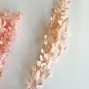 Gepreserveerde ruscus licht roze
