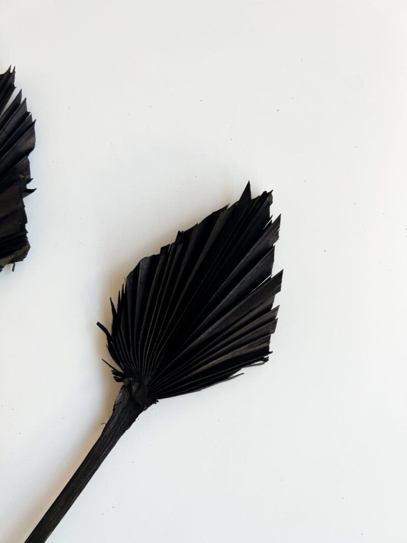 Palm Spear Zwart