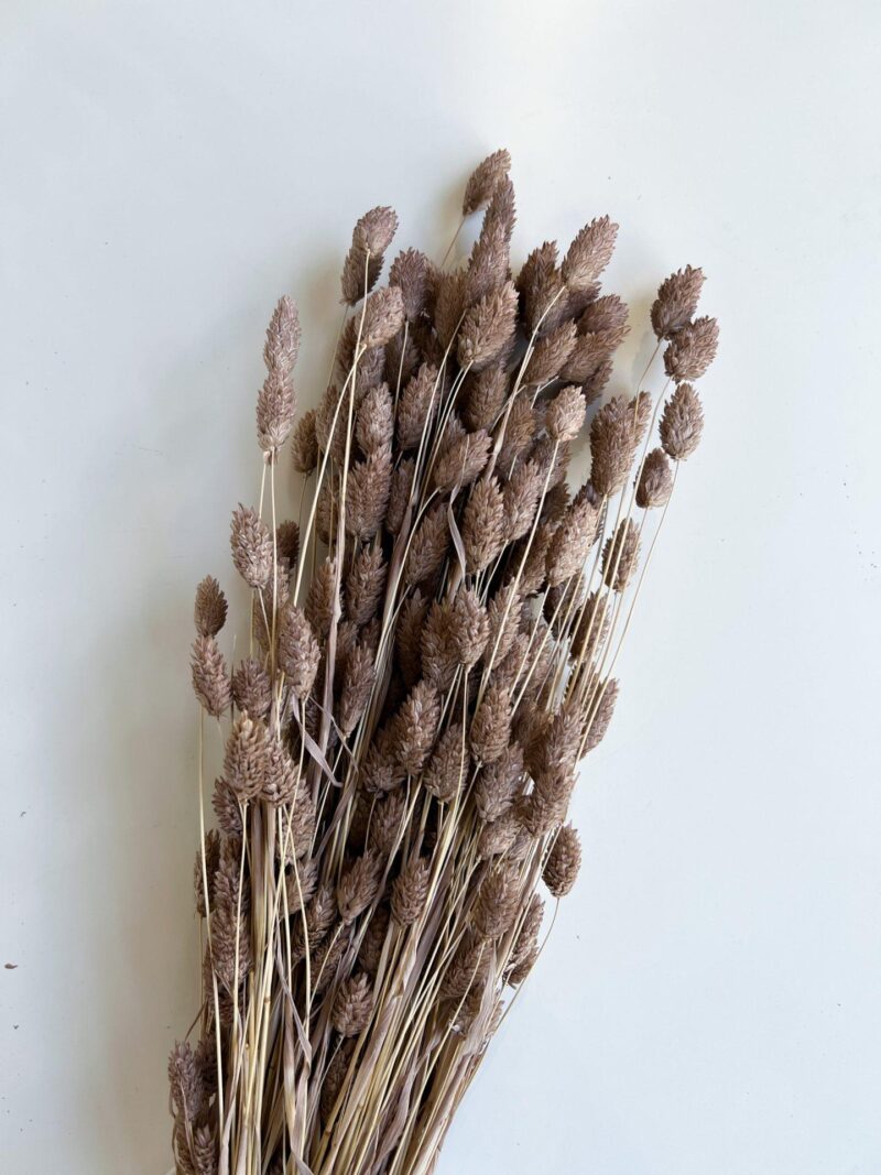 Gedroogde Phalaris Cappuccino - Afbeelding 2