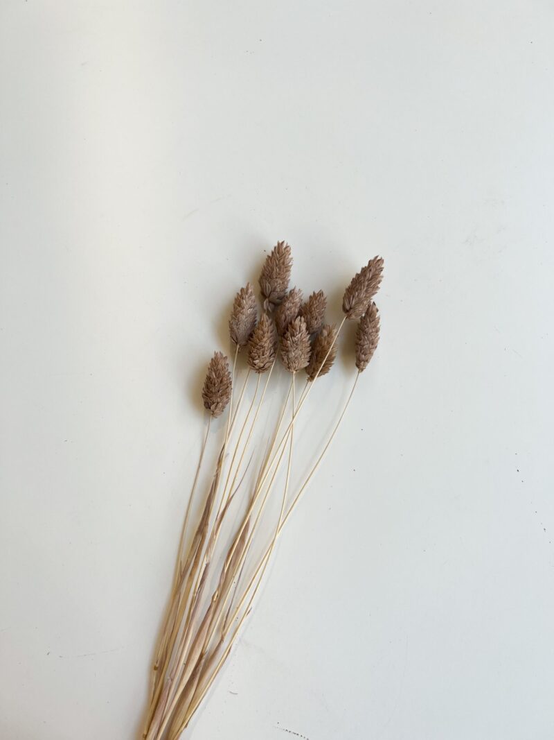 Gedroogde Phalaris Cappuccino