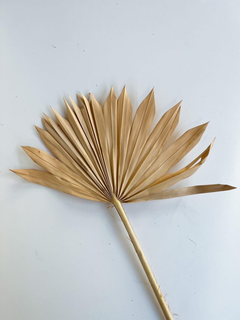 Palm Leaf Nude