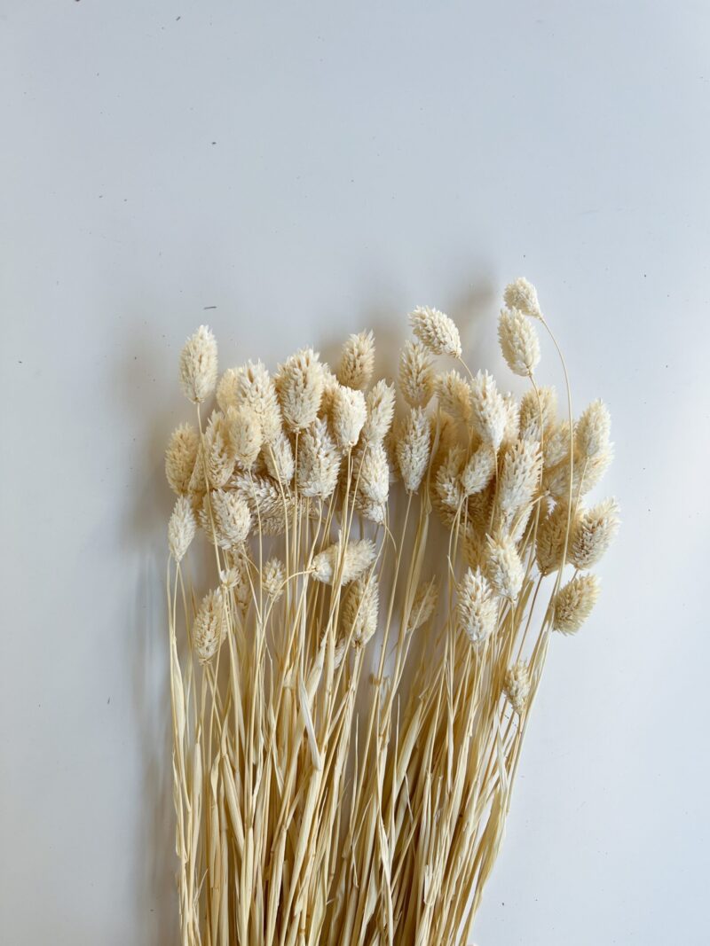 Gebleekte gedroogde Phalaris - Afbeelding 2
