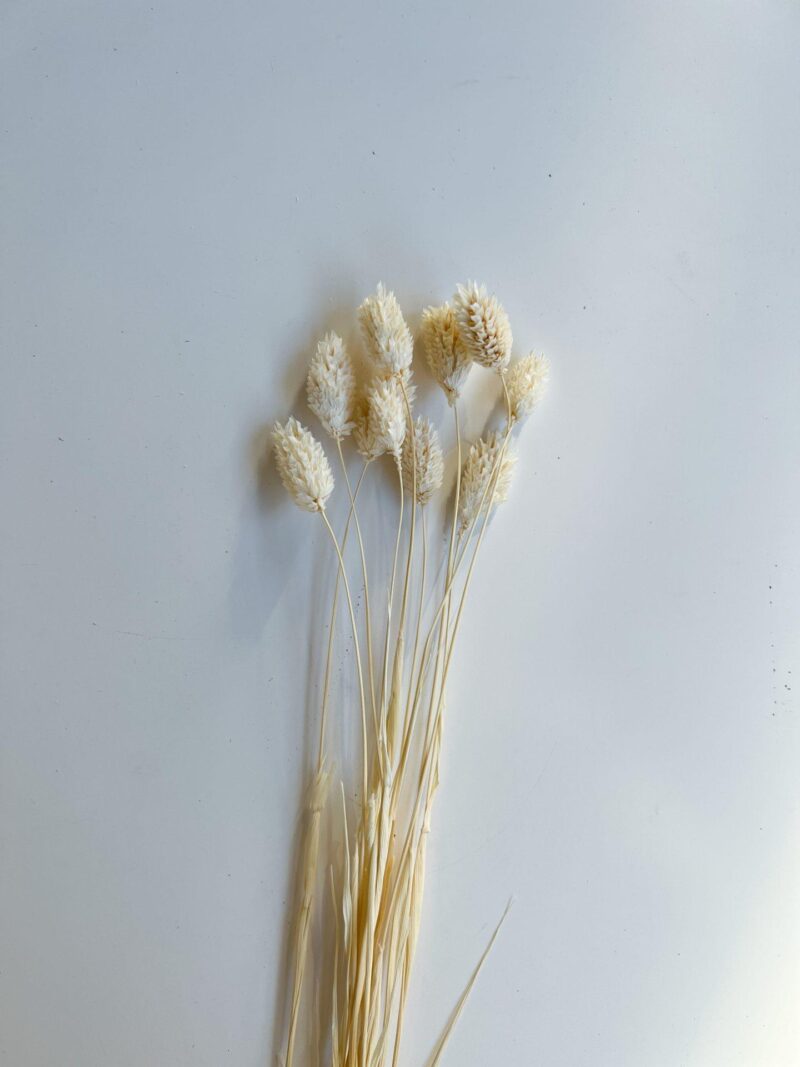 Gebleekte gedroogde Phalaris