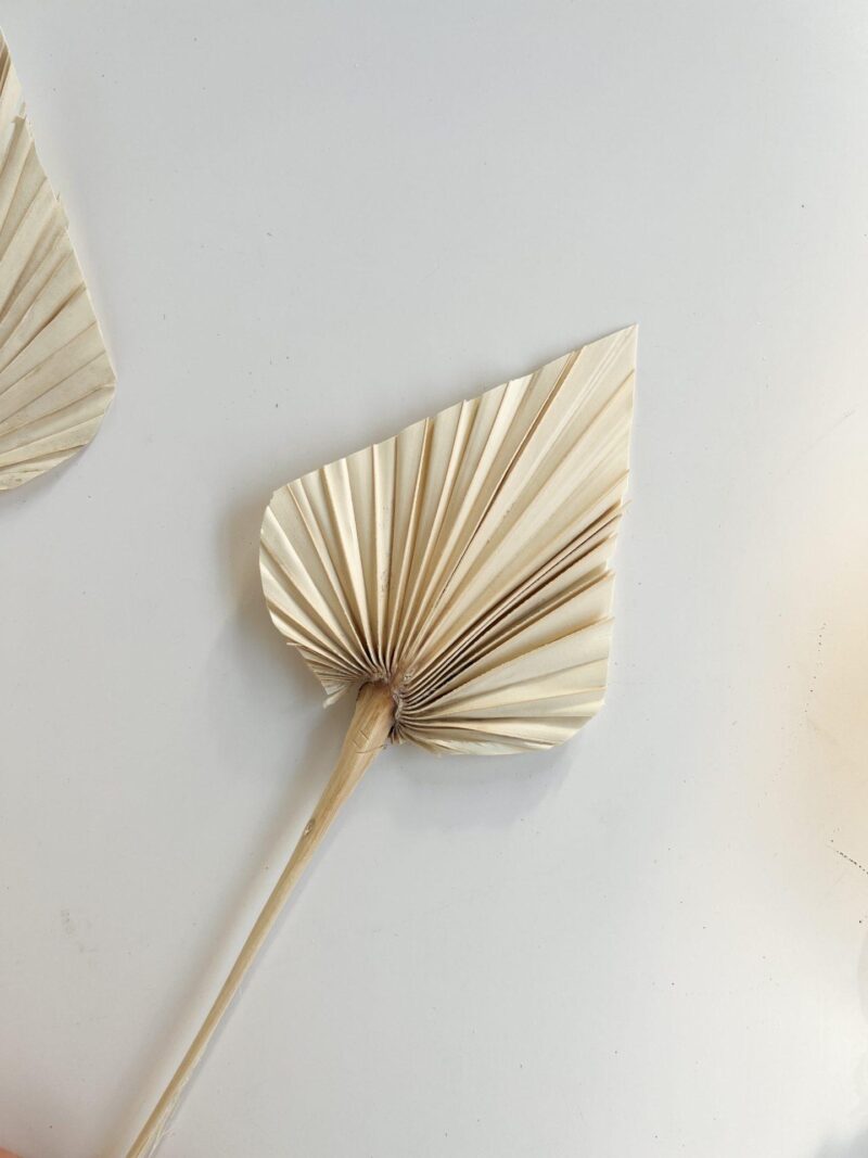 Gebleekt Palm Spear