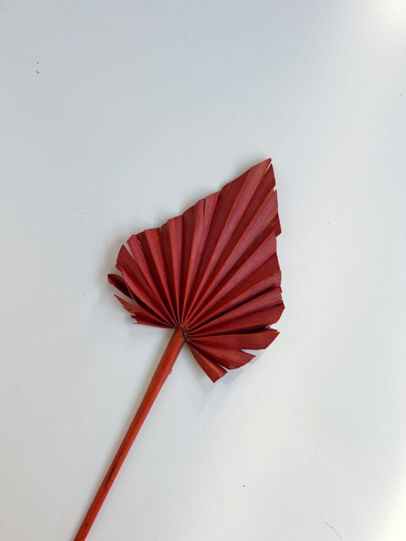 Palm Speer Rood