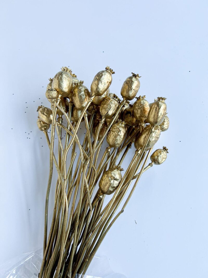 Gedroogde papaver Goud - Afbeelding 2